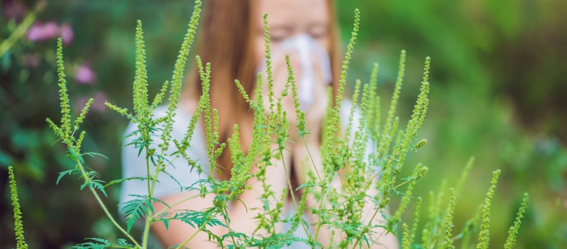 Comment reconnaître et soulager l'allergie au pollen d'ambroisie ?